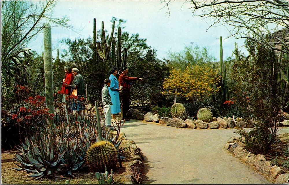 Desert Botanical Garden Between Tempe & Phoenix AZ Vintage Postcard SP10-17